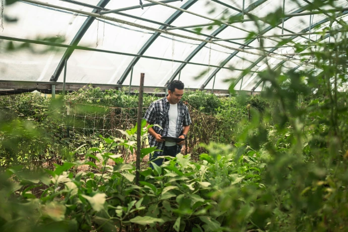 Man tending plants inside a greenhouse
